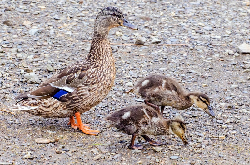 family, 1080P, mother, wet, three animals, poultry, water, animal family, duckling, mallard, land, young animal, beak, vertebrate, mallard duck, wildlife