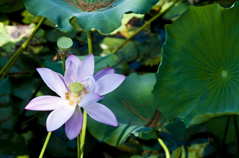 inflorescence, leaf, green color, nature, 4K, water lily, pollen, focus on foreground, flower head, fragility, green, purple, vulnerability, growth, plant