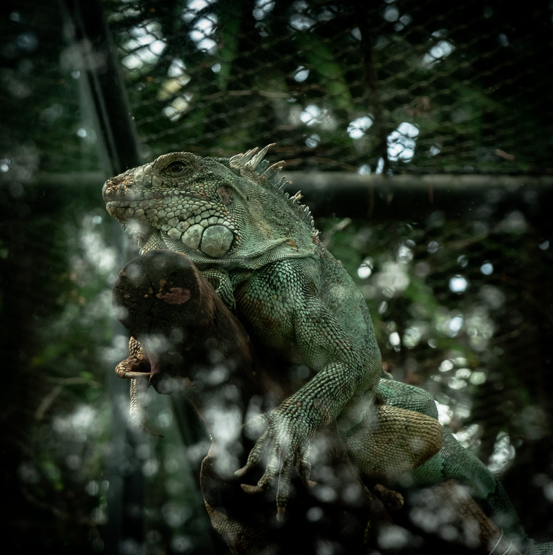 selective focus, wild, no people, close-up, one animal, green, nature, low angle view, tree, iguana, savage, gecko, bubble, day, tortoise, monkey, wilderness