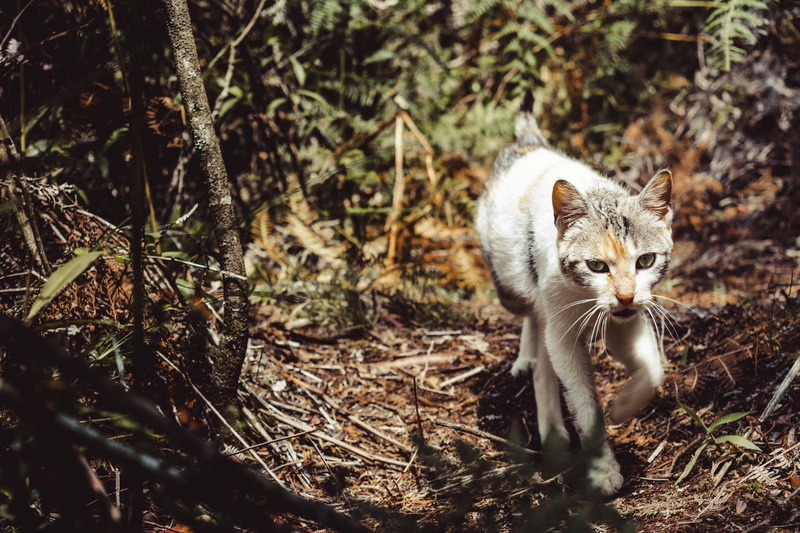 4K, tree, day, domestic animals, plant, nature, land, pets, domestic, animal, feline, wild, whisker, sunlight, cat, animal themes, outdoors, mammal, one animal