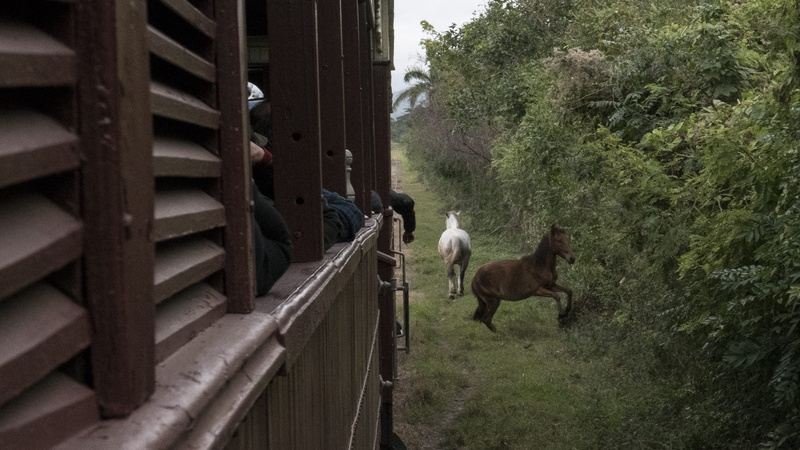 pets, manaca iznaga, train, day, old train, built structure, mammal, cuba, animal, forest, wood - material, two animals, no people, railway, animal wildlife