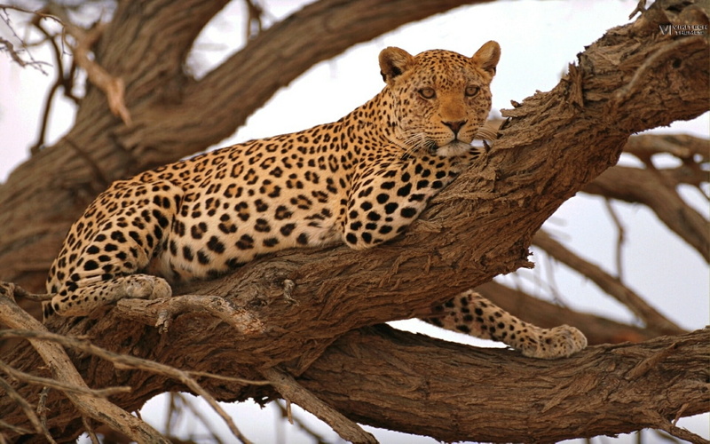 animals, life, wild, 1080P, savage, leopard, african, safari