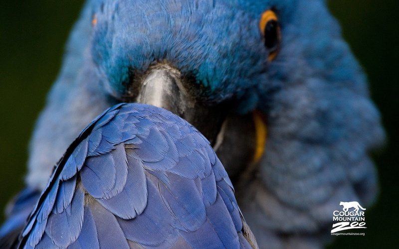 life, parrots, birds, animals, african, wild, 1080P, savage