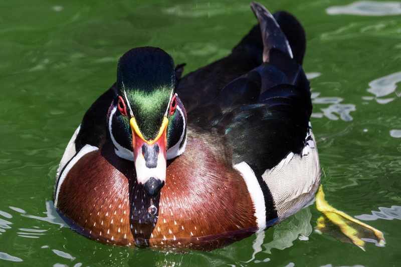 animal wildlife, mallard duck, animals in the wild, mandarin duck, nature, animal, water, poultry, vertebrate, wood duck, brown, wildlife, no people, duck