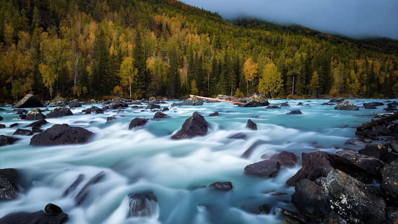 forest, china, asia, treeq, autumn, 4K, xinjiang, kanas lake nature reserve, xinjiang kanas national geopark, river