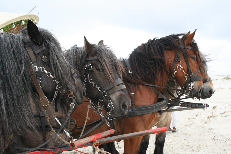 draft horse, horse, sand, horse cart, vertebrate, 2K, cart, pets, west frisian, belgians, animal themes, animal wildlife, domestic, carriage, livestock