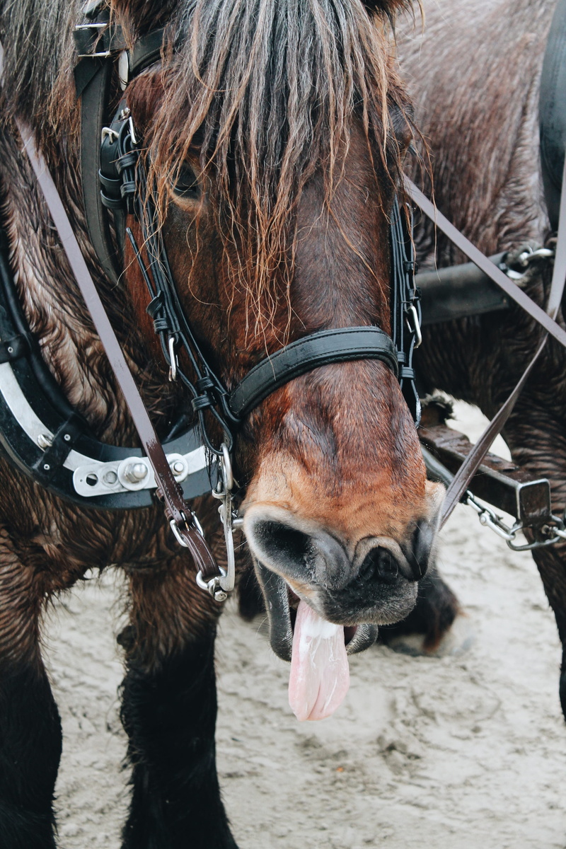animal themes, one animal, outdoors, hair, brown, livestock, strap, animal head, herbivorous, mane, day, horse, de slufter, 4K, animal, spoke, close-up