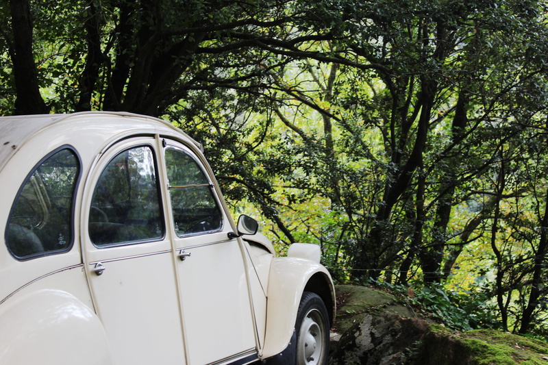 van, land, day, old timer, forest, wood, plant, white car, trees, mode of transportation, 5K, car, automobile, automoible, travel, motor vehicle, forrest