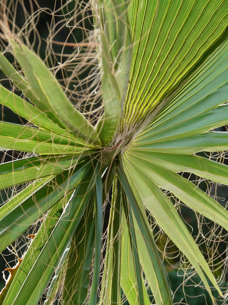 plug, papyrus like, full frame, outdoors, threads, white fiber, leaves, leaf ribs, sheet threads, Palm Fronds, beauty in nature, growth, james, fan shaped