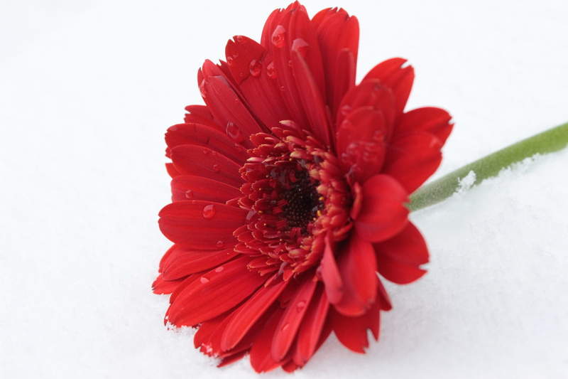 no people, on top, indoors, white surface, vulnerability, beauty In Nature, schnittblume, red, white, daisy, studio shot, flower Head, gerbera Daisy, white Background