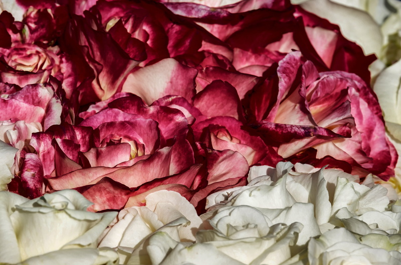 petal, roses are in bloom, wine red, freshness, roses, chopped, 4K, romantic, inflorescence, red, rose - flower, flowering plant, fragrant roses, beauty in nature