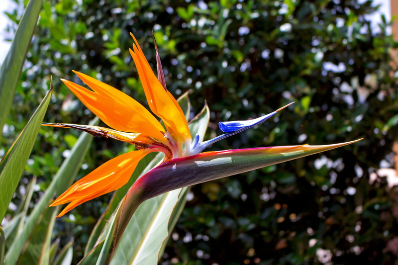 estrelicia, botany, nature, bird of paradise - plant, petal, 5K, birdlike flower, inflorescence, freshness, close-up, vulnerability, plant, growth, focus on foreground