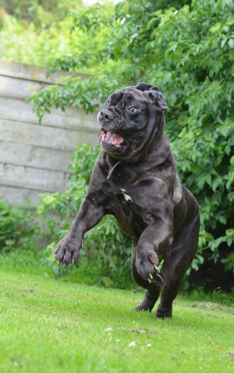 land, plant, dog, Mastino Napoletano, no people, large, animal themes, one animal, mammal, face, molosser, 2K, bizarre, pets, big dog, outdoors, animal