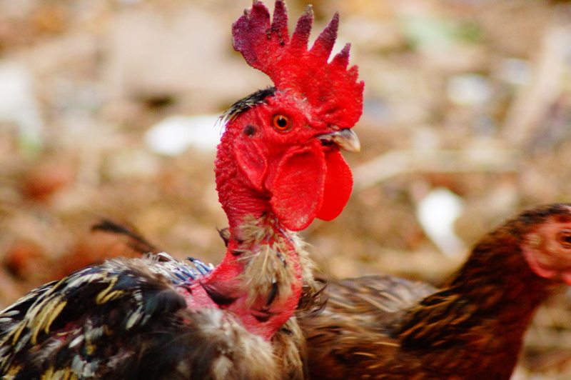 big, cockerel, rooster, face, close-up, animal themes, chicken - bird, pets, farm animals, one animal, head, crazy, farm land, male animal, domestic, red