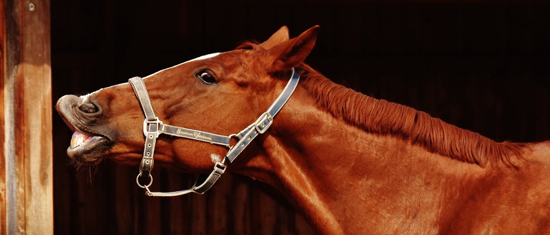 domestic, animal themes, pets, domestic animals, no people, animal body part, working animal, ride, 4K, bridle, profile view, cute, animal wildlife, one animal