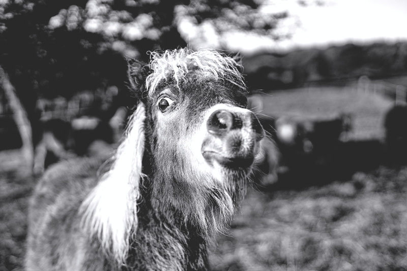 looking, black, crazy, white, eye, canine, bw, nose, animal body part, bandw, and, face, domestic, domestic animals, 5K, field, herbivorous, pets, livestock