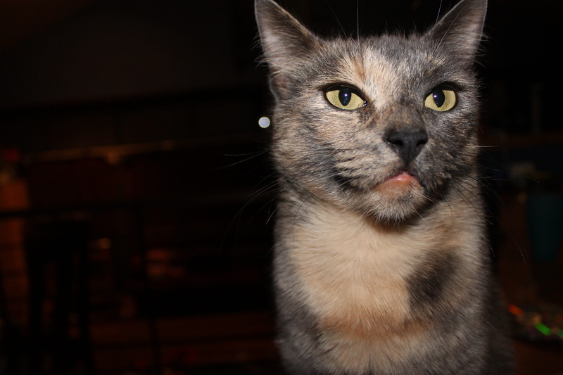 no people, vertebrate, looking at camera, close-up, animal head, domestic cat, indoors, yellow eyes, whisker, pets, Domestic, Angry, mammal, focus on foreground