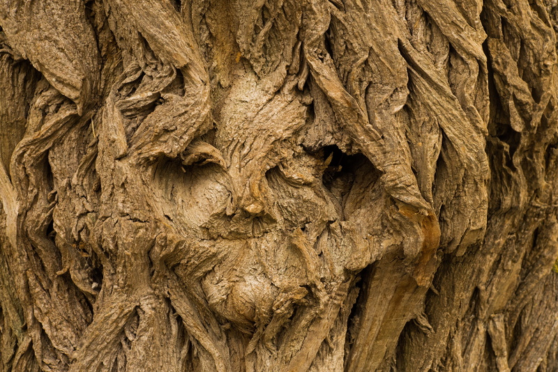 old, fash, face, tree face, forest spirit, natural pattern, tree spirit, landscape, surreal, plant, backgrounds, wood - material, mystical, full frame