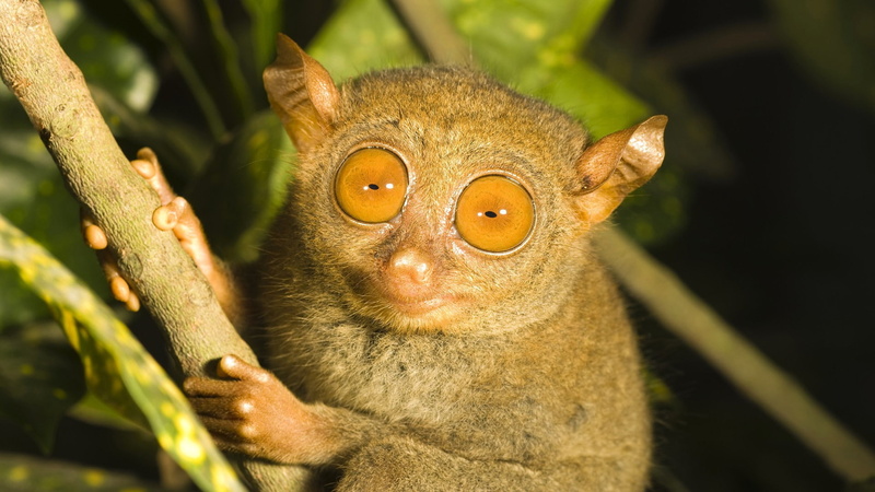branch, tarsier, eyes, primate, brown, 1080P