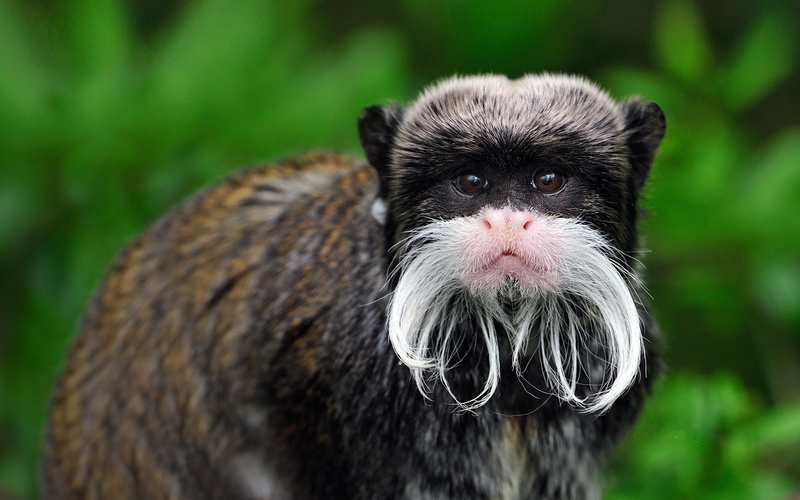 Tamarin, Monkey, 1080P, Primate, Monkeys, Animal