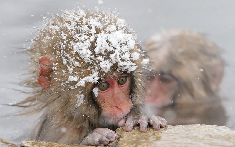 monkey, animals, animal, red, brown, 2K, primate, snow, winter