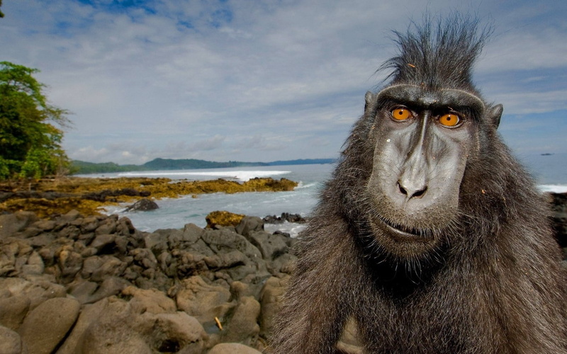 vertebrate, africa, jungle, rock - object, stones, no People, rock, forest, animals And Pets, day, animal wildlife, water, primate, animal themes, mammal