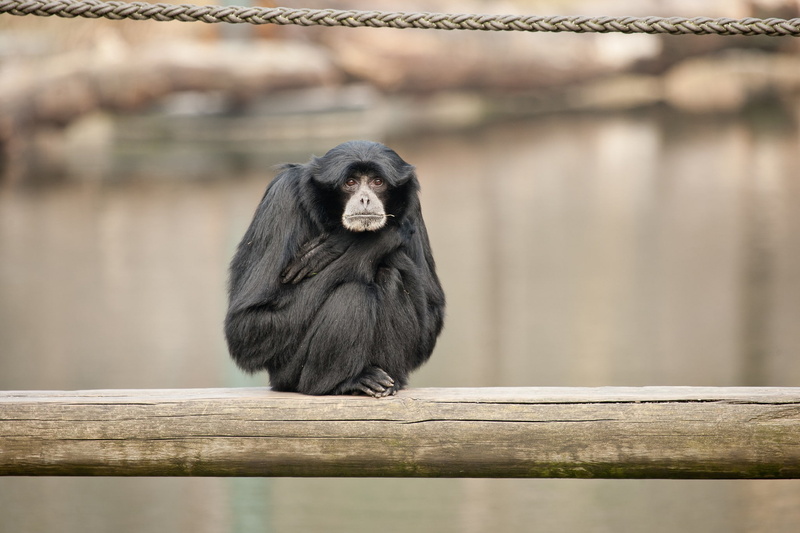 Siamang, 1080P, monkey, primates, monkeys, animals