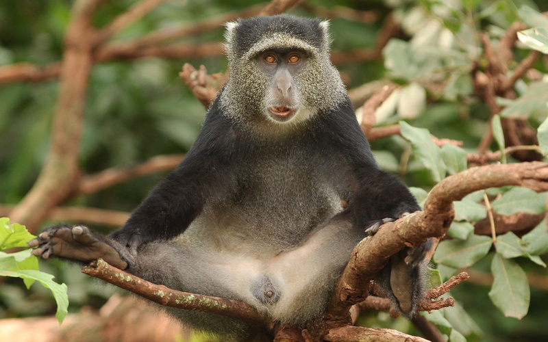 looking, funny, animal, zoo, focus on foreground, plant, primate, vertebrate, one animal, mother, animal wildlife, young Animal, portrait, black, fur, cute