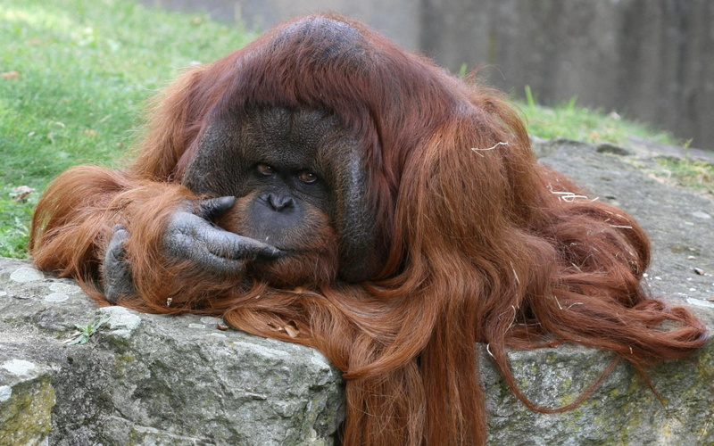 outdoors, no people, zoo, island of Borneo, cute, portrait, wildlife, one animal, fur, tropical rainforest, fluffy, ape, hair, animal hair, looking, sit