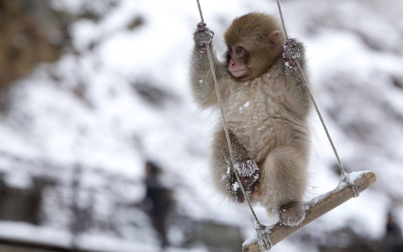 one animal, no people, 1080P, monkey, primate, baboon, nature, animals In The Wild, day, family, branch, cold temperature, wildlife, eating, swing, young Animal