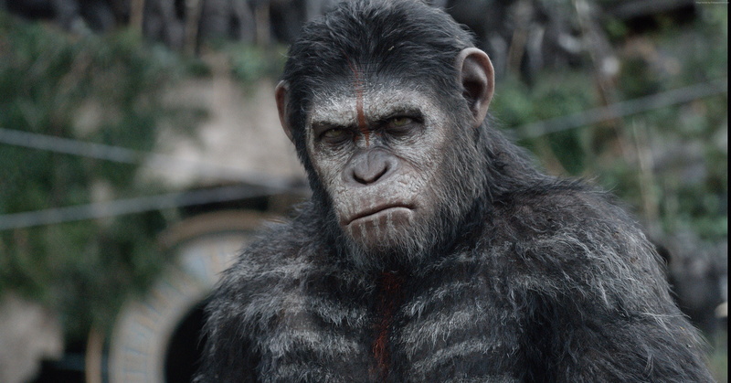 close-up, day, one animal, vertebrate, portrait, mammal, depression - sadness, tropical rainforest, focus on foreground, contemplation, zoo, 4k, ape, 4K