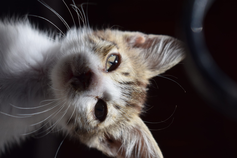 animal head, domestic animals, looking at camera, vertebrate, eyes, indoors, no people, focus on foreground, one animal, animal eye, animal mouth, mammal