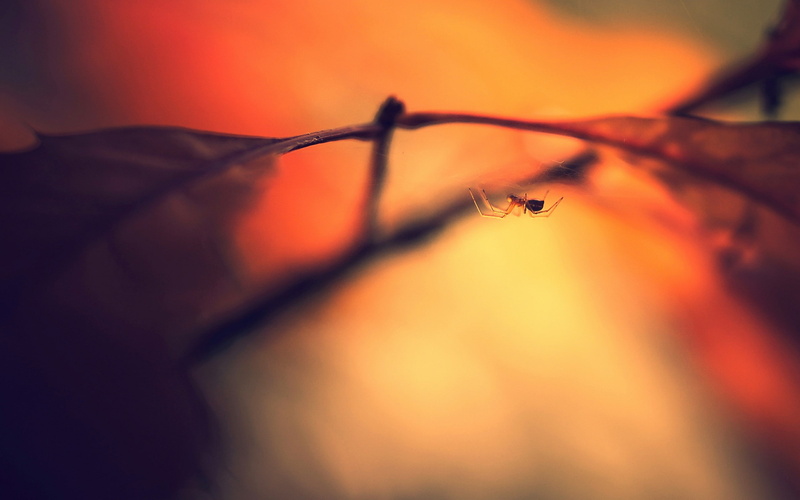 insect, macro, animals, 2K, spider