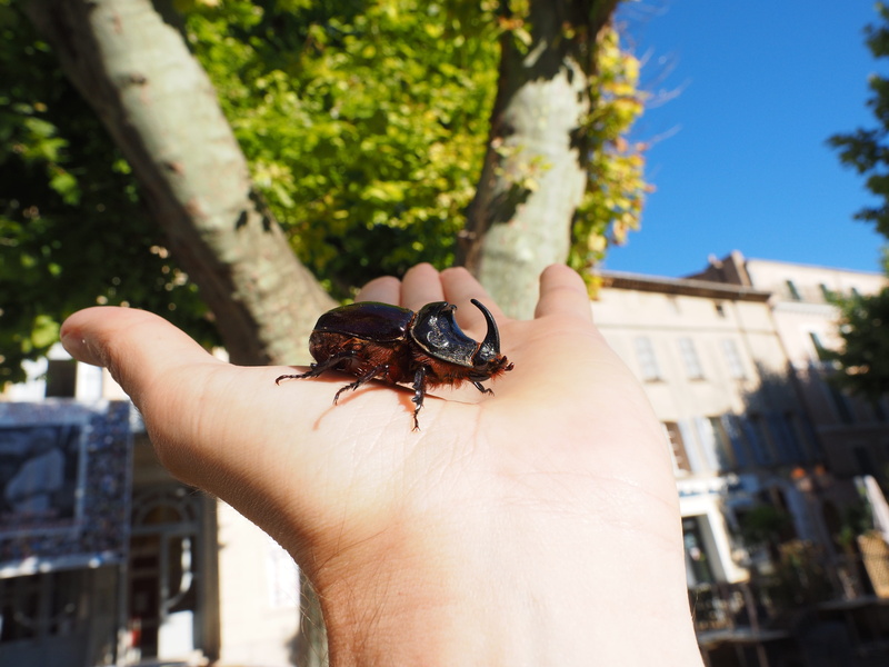 human finger, climb, scarab, wing, males, unrecognizable person, panzer, animals in the wild, oryctes-nasicornis, animal themes, rhinoceros beetle, day
