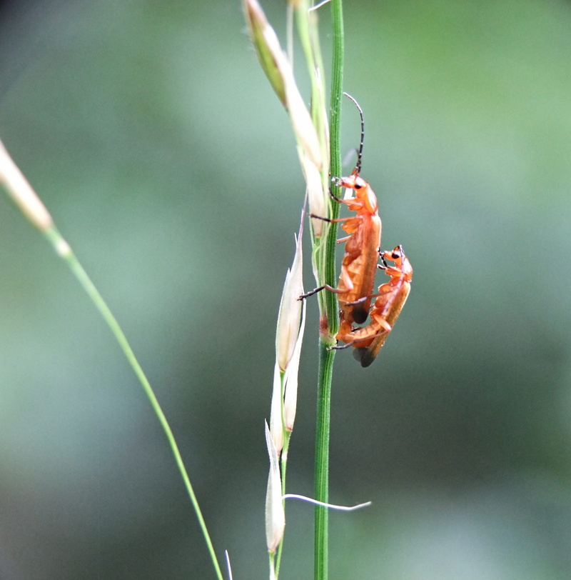 wildlife, wood, close-up, outdoors, insect, entomology, animal themes, uk, longhorn, pest, antennae, close, animal, focus on foreground, growth, one animal