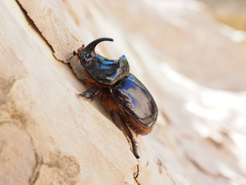 panzer, leaf horn beetle scarabaeidae, selective focus, invertebrate, coleoptera, insect, climb, oryctes nasicornis, outdoors, beetle, probe, krabbeltier