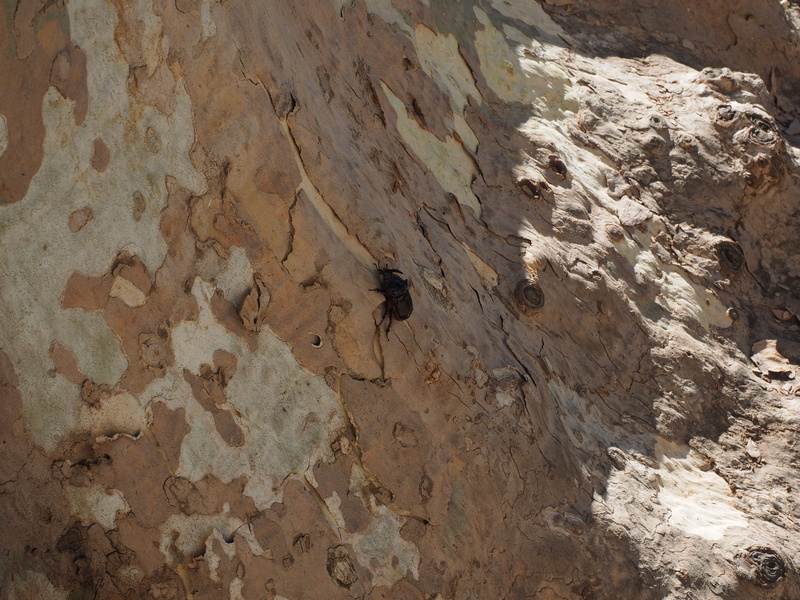 full frame, males, rough, oryctes nasicornis, crawl, tree, beetle, insect, scarab, textured, rock, plane, particularly protected animal, animal, old, eroded