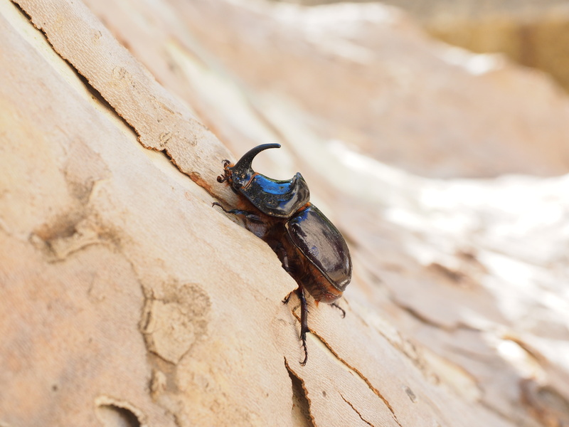 animal wildlife, aphid, animal, 4K, scarab, panzer, insect, black-brown, oryctes nasicornis, crawl, leaf horn beetle scarabaeidae, legs, krabbeltier, outdoors