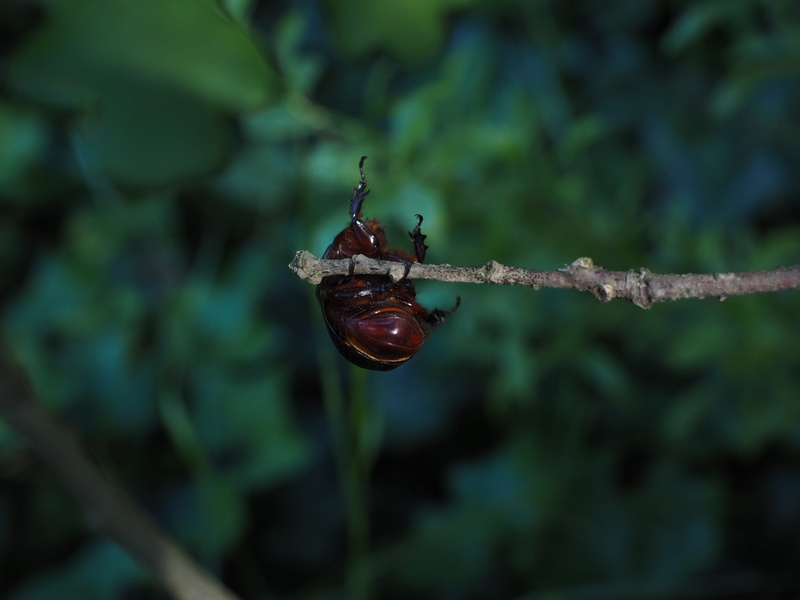 day, horn, nature, plant part, wet, panzer, brown, growth, oryctes-nasicornis, Climb, coleoptera, scarabaeidae, scarab, one animal, chitin, chitin shell
