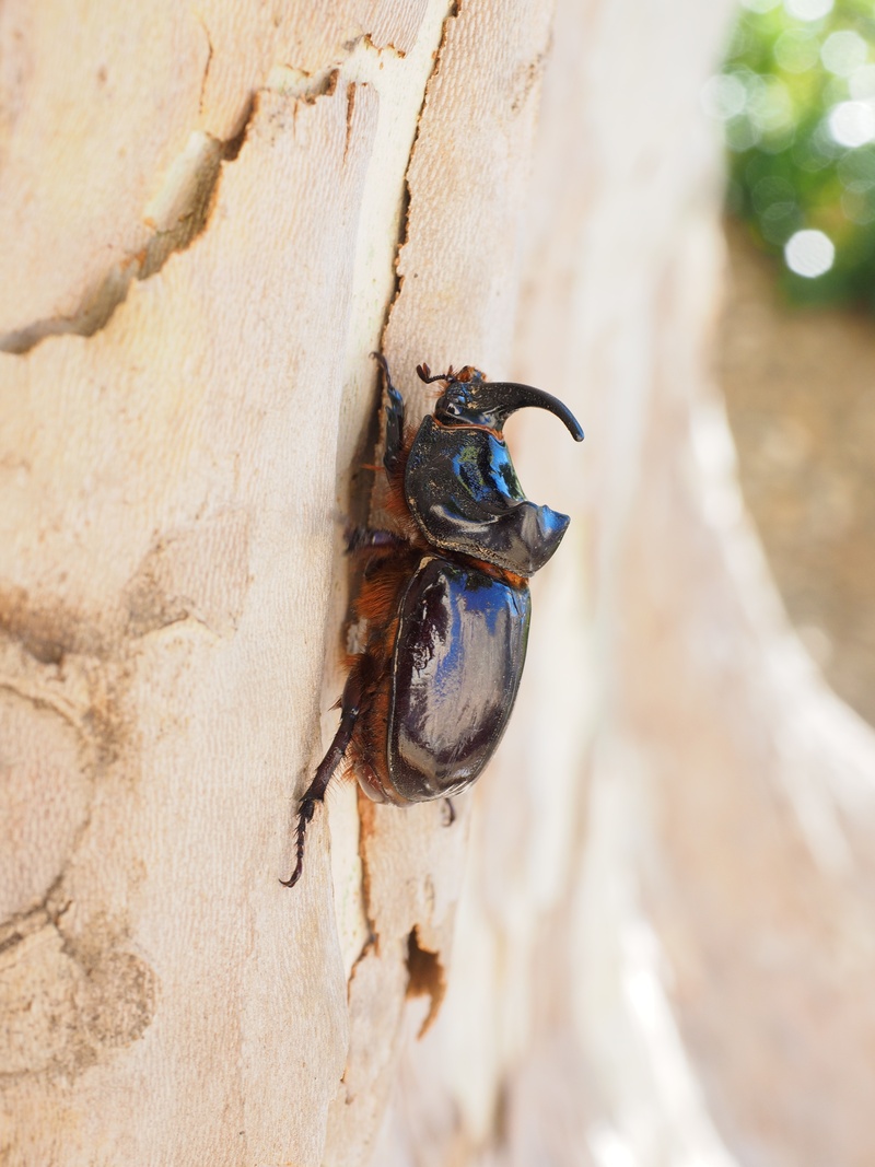 selective focus, log, particularly protected animal, claws out, scarabaeidae, 4K, oryctes-nasicornis, coleoptera, wing, chitin shell, probe, brown, plane