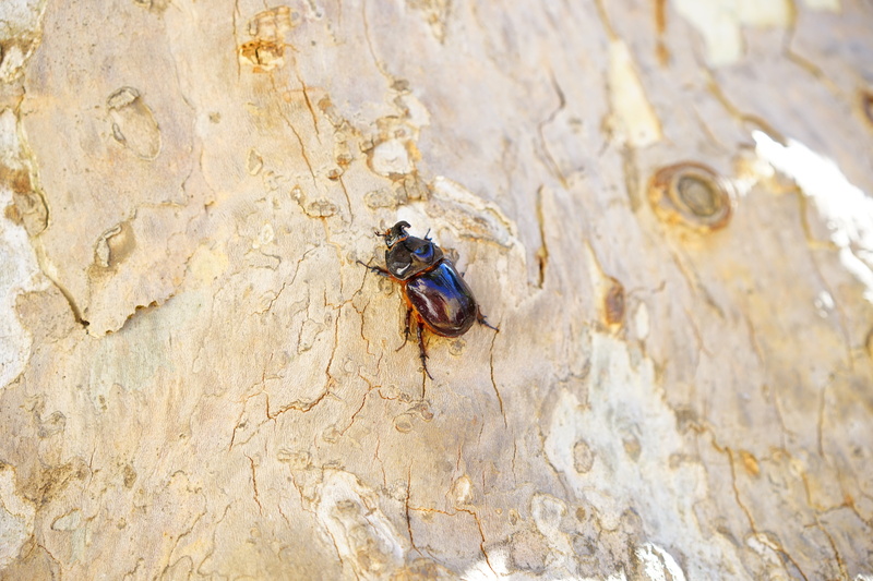bark, brown, particularly protected animal, fly, animal, beetle, specially protected art, climb, panzer, housefly, one animal, log, horn shield, nature