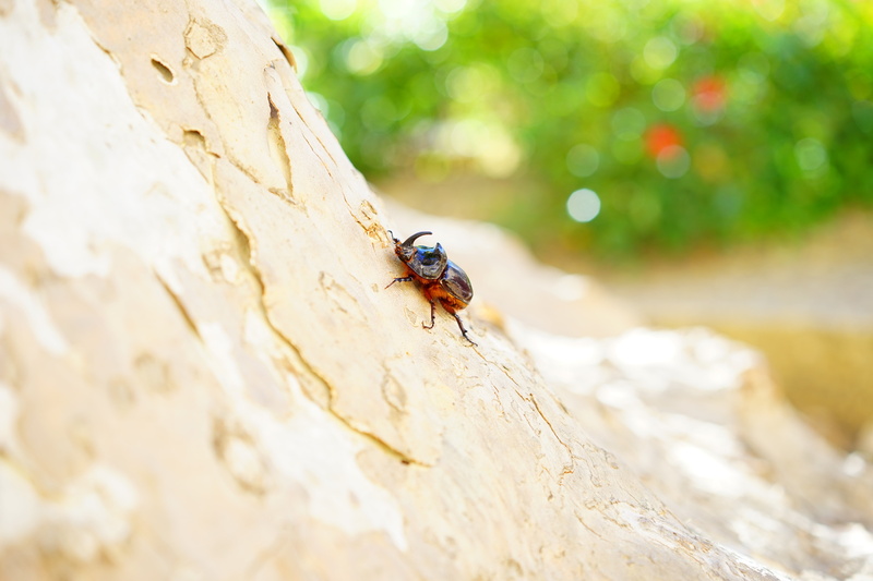 males, crawl, coleoptera, horn, panzer, chitin, scarab, brown, climb, oryctes nasicornis, animal themes, beetle, wing, outdoors, scarabaeidae, black-brown