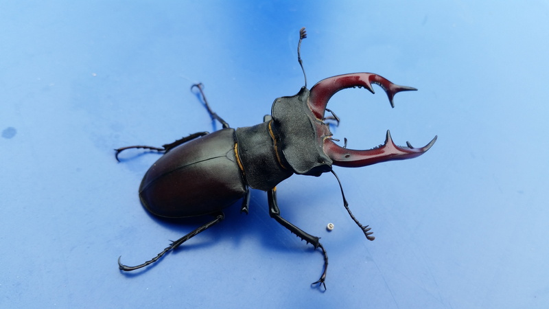 biology, animals in the wild, animal themes, no people, vertebrate, life, natural, water, horn, animal wildlife, black, wildlife, fish, swimming, big, ecosystem