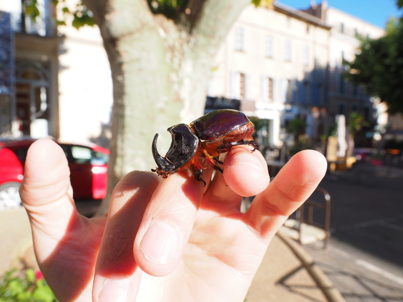 oryctes-nasicornis, horn, oryctes nasicornis, black-brown, adult, males, animal wildlife, finger, leaf horn beetle scarabaeidae, krabbeltier, wing, hand