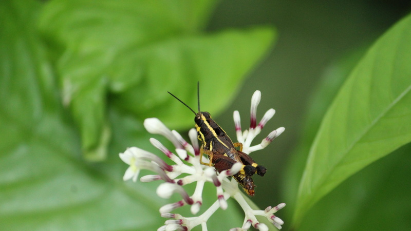 invertebrate, vulnerability, leaves, wildlife, pest, fragility, macro, flowering plant, insect, close-up, wild, nature, animal wildlife, green, one animal