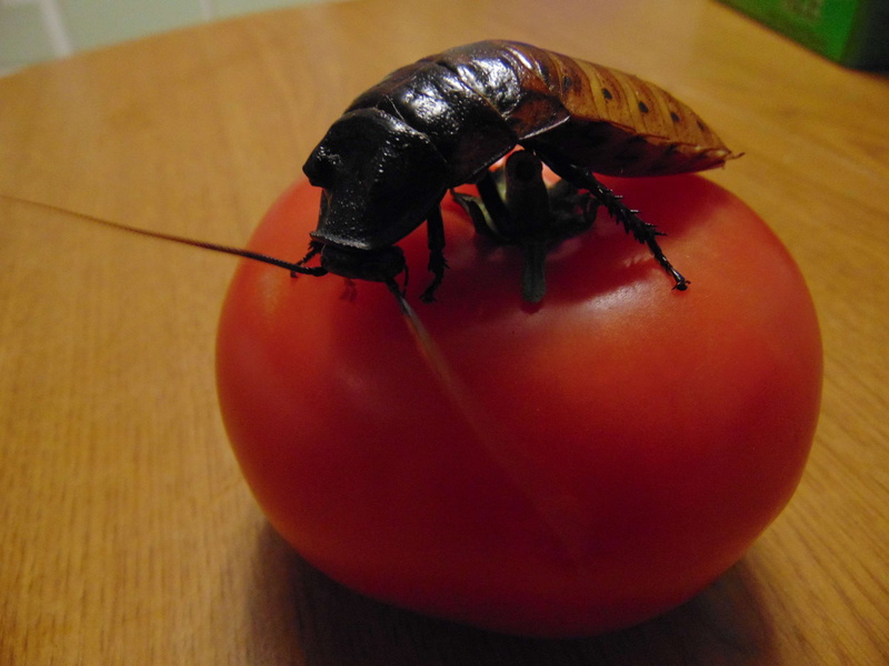 fruit, animal themes, invertebrate, hissing, animal, freshness, healthy eating, pet, food, close-up, table, animal wildlife, wood, ripe, no people, focus on foreground