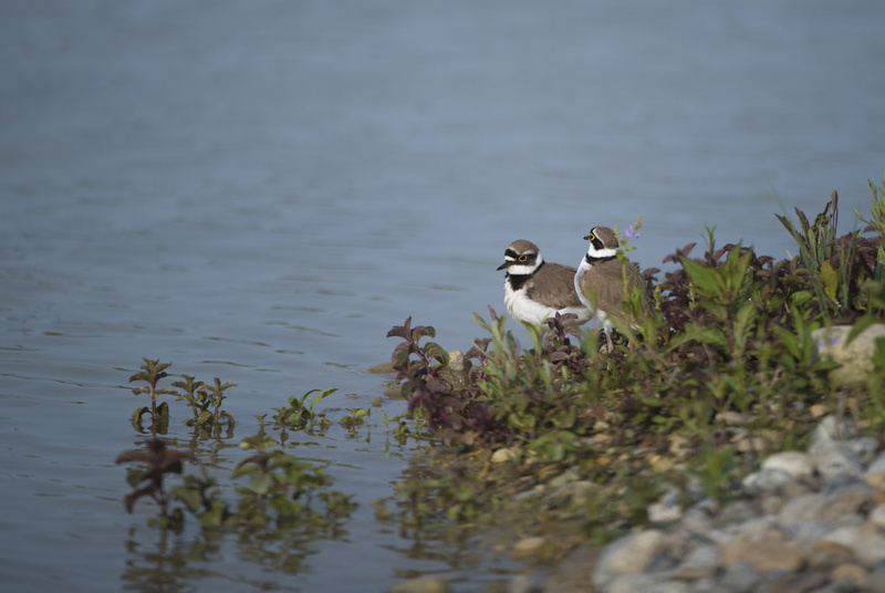 nature, plovers, vertebrate, water bird, reflection, beauty in nature, pond, mazères, 5K, outdoors, ariège, lake, no people, animals in the wild, bird