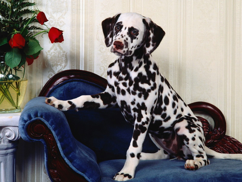 floral pattern, vertebrate, domestic, chair, animal themes, no people, 1600x1200 px, home, home interior, dog, indoors, 720P, sitting, pattern, pets, seat