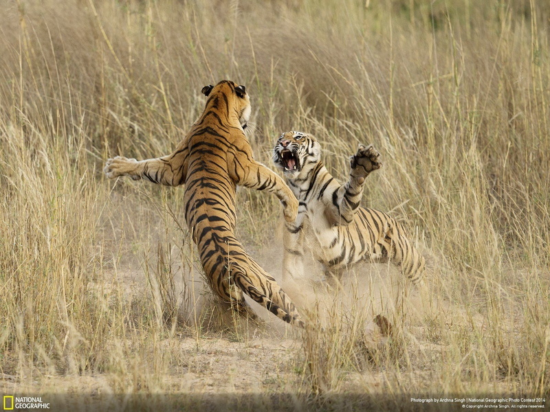 glasses, national, people, x, tiger, geographic, 720P, art, px, national geographic, 1600x1200 px, hd