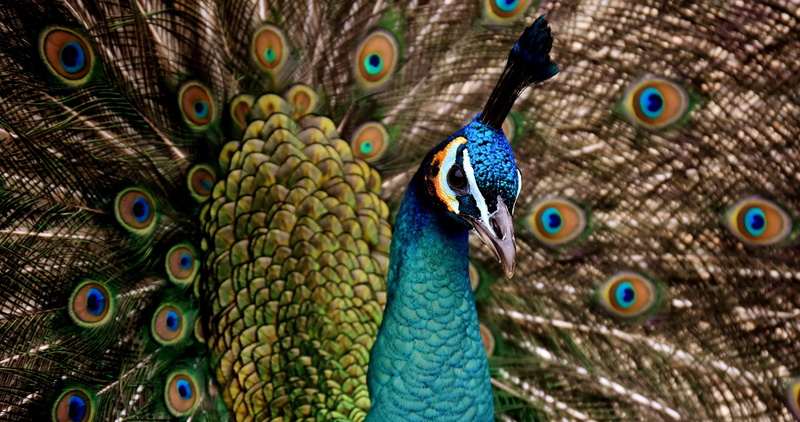 fanned out, bird, animal body part, colorful, animal wildlife, day, animal themes, natural pattern, beauty in nature, bust, one animal, peacock feather